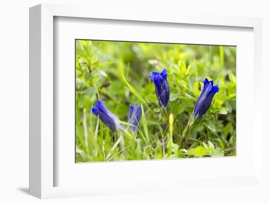 Clusius's gentian, Gentiana clusii, Hohe Tauern, Carinthia, East Tyrol, Austria-Christian Zappel-Framed Photographic Print