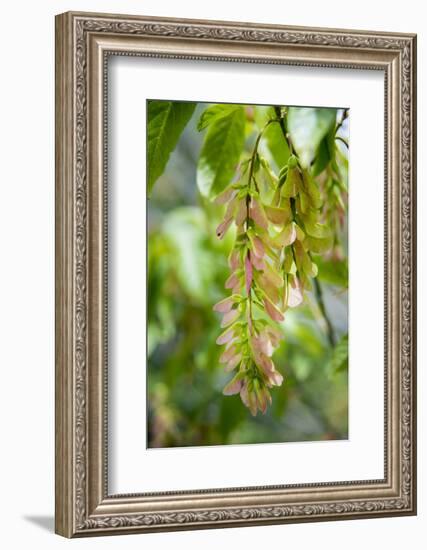 Cluster Flowers Vertical-Sheila Haddad-Framed Photographic Print