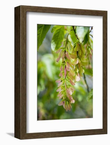 Cluster Flowers Vertical-Sheila Haddad-Framed Photographic Print