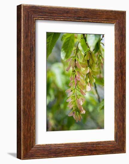 Cluster Flowers Vertical-Sheila Haddad-Framed Photographic Print