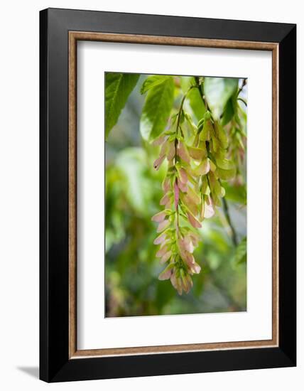 Cluster Flowers Vertical-Sheila Haddad-Framed Photographic Print