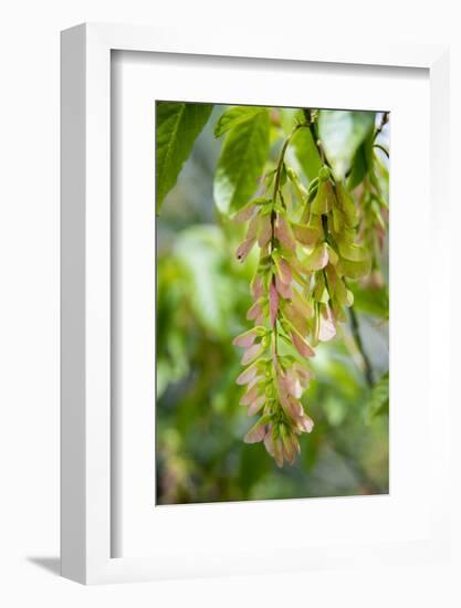 Cluster Flowers Vertical-Sheila Haddad-Framed Photographic Print