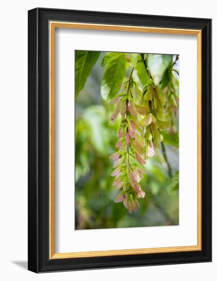 Cluster Flowers Vertical-Sheila Haddad-Framed Photographic Print