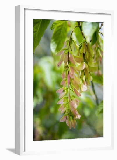 Cluster Flowers Vertical-Sheila Haddad-Framed Photographic Print