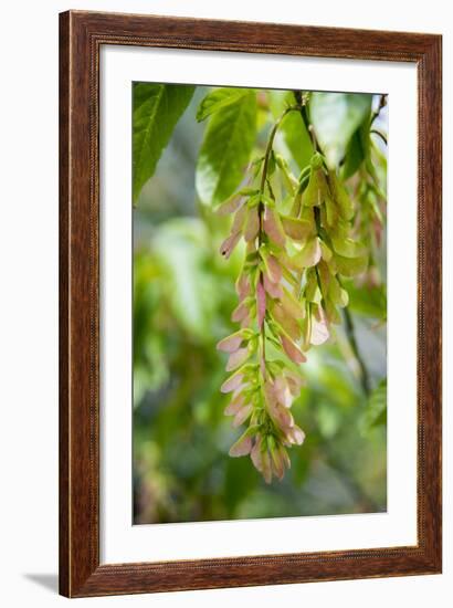 Cluster Flowers Vertical-Sheila Haddad-Framed Photographic Print