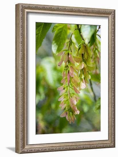 Cluster Flowers Vertical-Sheila Haddad-Framed Photographic Print