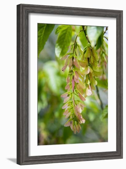 Cluster Flowers Vertical-Sheila Haddad-Framed Photographic Print