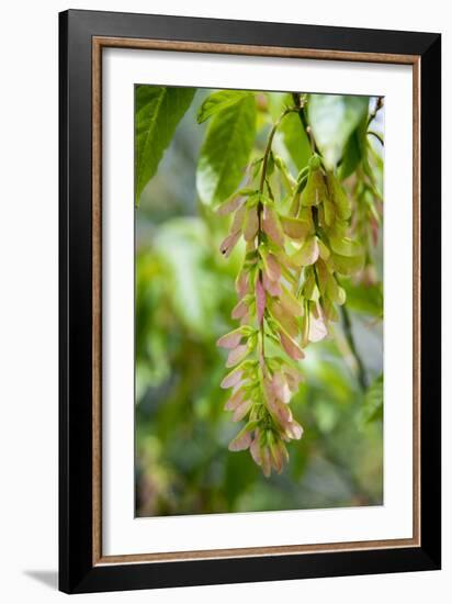 Cluster Flowers Vertical-Sheila Haddad-Framed Photographic Print