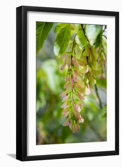 Cluster Flowers Vertical-Sheila Haddad-Framed Photographic Print