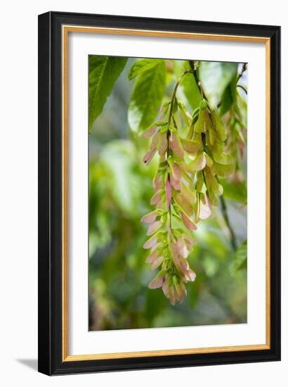 Cluster Flowers Vertical-Sheila Haddad-Framed Photographic Print