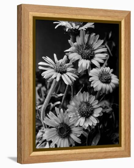 Cluster of Daisies-Bettmann-Framed Premier Image Canvas