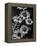 Cluster of Daisies-Bettmann-Framed Premier Image Canvas