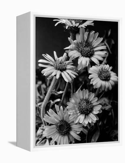 Cluster of Daisies-Bettmann-Framed Premier Image Canvas