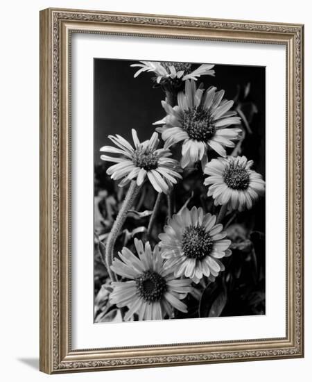 Cluster of Daisies-Bettmann-Framed Photographic Print