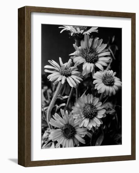 Cluster of Daisies-Bettmann-Framed Photographic Print