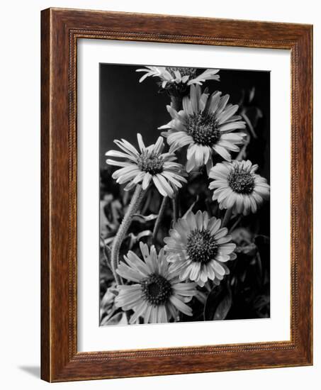 Cluster of Daisies-Bettmann-Framed Photographic Print