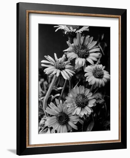 Cluster of Daisies-Bettmann-Framed Photographic Print