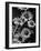 Cluster of Daisies-Bettmann-Framed Photographic Print