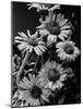 Cluster of Daisies-Bettmann-Mounted Photographic Print