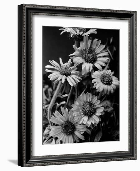 Cluster of Daisies-Bettmann-Framed Photographic Print