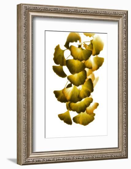 Cluster of Green Leaves-Philippe Sainte-Laudy-Framed Photographic Print