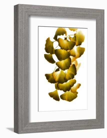 Cluster of Green Leaves-Philippe Sainte-Laudy-Framed Photographic Print