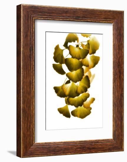 Cluster of Green Leaves-Philippe Sainte-Laudy-Framed Photographic Print