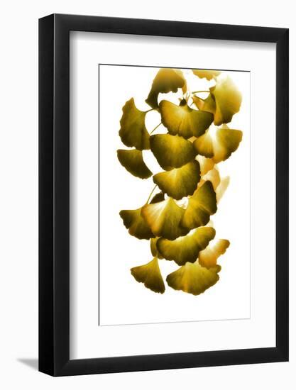 Cluster of Green Leaves-Philippe Sainte-Laudy-Framed Photographic Print