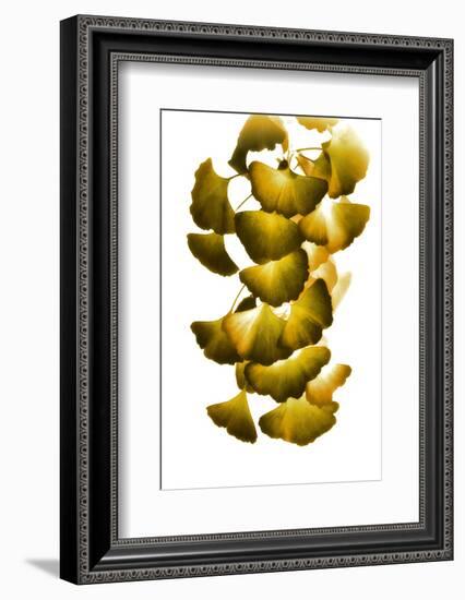 Cluster of Green Leaves-Philippe Sainte-Laudy-Framed Photographic Print