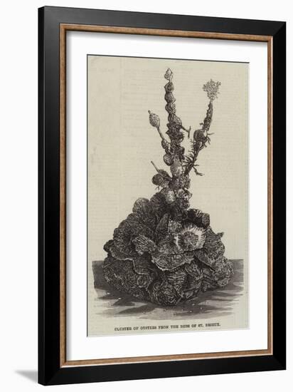 Cluster of Oysters from the Beds of St Brieux-null-Framed Giclee Print