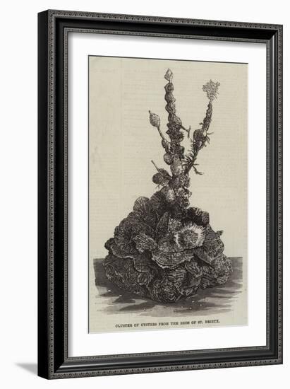 Cluster of Oysters from the Beds of St Brieux-null-Framed Giclee Print