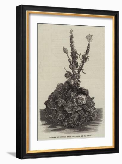 Cluster of Oysters from the Beds of St Brieux-null-Framed Giclee Print