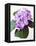 Cluster of Purple Hydrangea Flowers-Michelle Garrett-Framed Premier Image Canvas