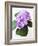 Cluster of Purple Hydrangea Flowers-Michelle Garrett-Framed Photographic Print