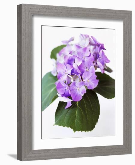 Cluster of Purple Hydrangea Flowers-Michelle Garrett-Framed Photographic Print