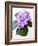 Cluster of Purple Hydrangea Flowers-Michelle Garrett-Framed Photographic Print