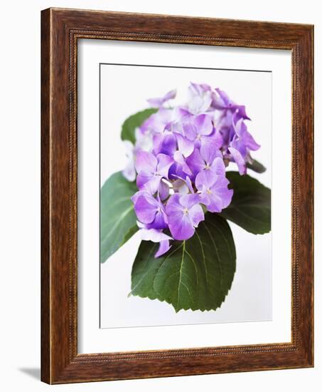 Cluster of Purple Hydrangea Flowers-Michelle Garrett-Framed Photographic Print