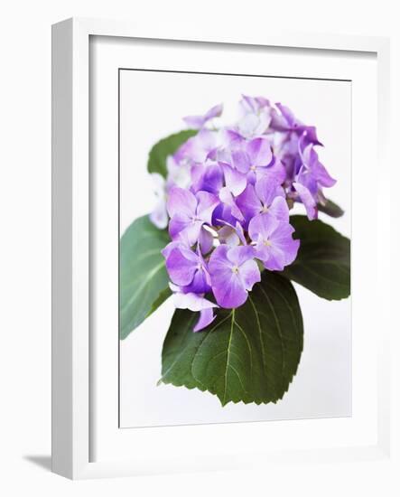 Cluster of Purple Hydrangea Flowers-Michelle Garrett-Framed Photographic Print