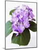 Cluster of Purple Hydrangea Flowers-Michelle Garrett-Mounted Photographic Print