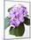 Cluster of Purple Hydrangea Flowers-Michelle Garrett-Mounted Photographic Print