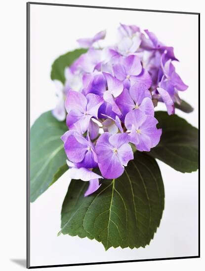 Cluster of Purple Hydrangea Flowers-Michelle Garrett-Mounted Photographic Print