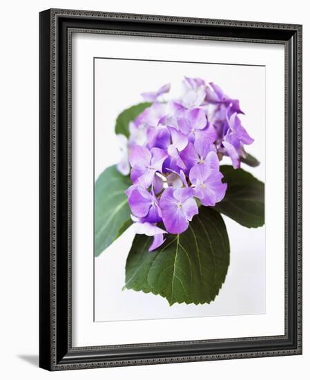 Cluster of Purple Hydrangea Flowers-Michelle Garrett-Framed Photographic Print