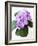 Cluster of Purple Hydrangea Flowers-Michelle Garrett-Framed Photographic Print