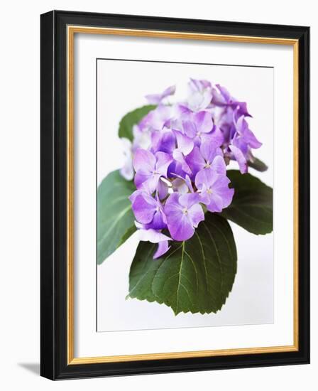 Cluster of Purple Hydrangea Flowers-Michelle Garrett-Framed Photographic Print