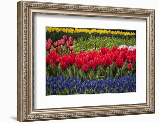 Clusters of Various Flowers Growing Together in Holland-Sheila Haddad-Framed Photographic Print