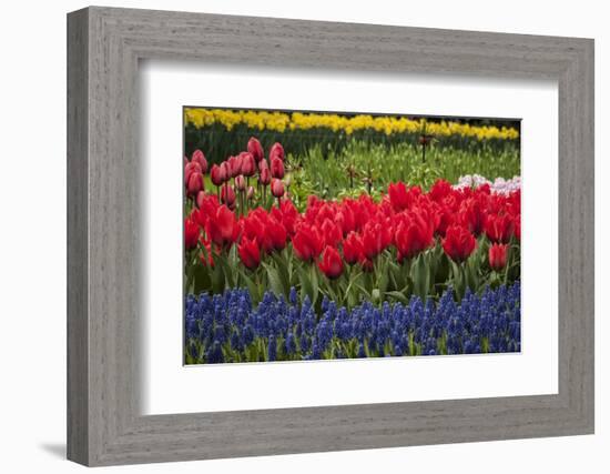 Clusters of Various Flowers Growing Together in Holland-Sheila Haddad-Framed Photographic Print