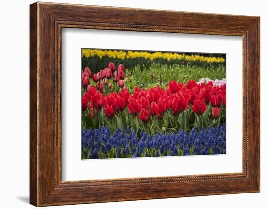 Clusters of Various Flowers Growing Together in Holland-Sheila Haddad-Framed Photographic Print