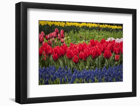 Clusters of Various Flowers Growing Together in Holland-Sheila Haddad-Framed Photographic Print