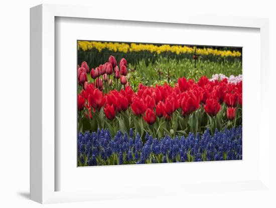 Clusters of Various Flowers Growing Together in Holland-Sheila Haddad-Framed Photographic Print