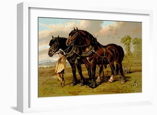 Clydesdale Stallion and Mare-Samuel Sidney-Framed Art Print